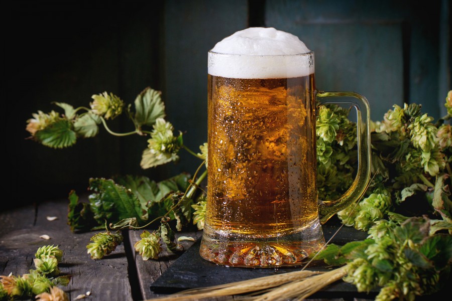 Ambev desenvolve cerveja com espécie de lúpulo nacional